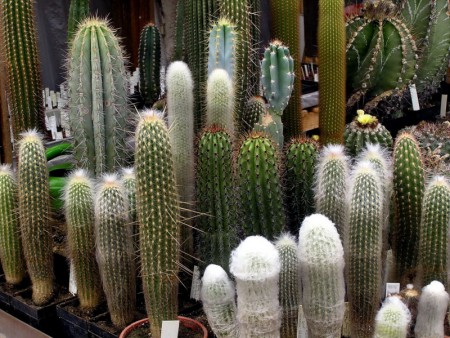 Espostoa, Marshallocereus, Ritterocactus, Austrocephalocereus, Cereus